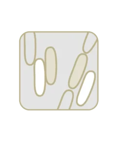 Bacillus subtilis